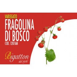 VARIEGATO FRAGOLINA DI BOSCO
