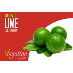 VARIEGATO LIME