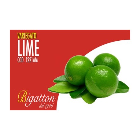 VARIEGATO LIME